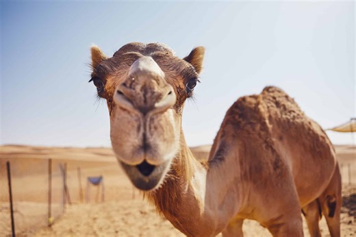 The Sahara Desert's Most Amazing Sights and Creatures