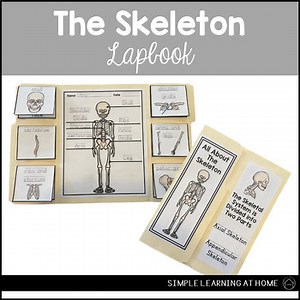 Skeletal System Lapbbok Skeleton Skeletal System Skeletal System Worksheet