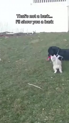 Poor pup didnt know what was coming 🤣 #fyp #puppy #dogsofttiktok #bark