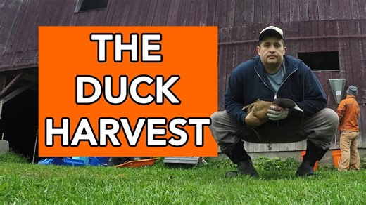 Harvesting ducks: what the process is like