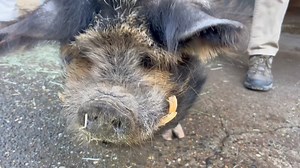 38K views · 295 reactions | A little spring scrubbing for Barkley the Kunekune pig in Family Farm  | Woodland Park Zoo | Facebook