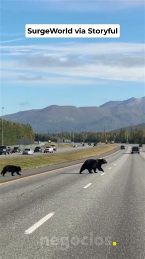 Una familia de osos negros cruza una concurrida carretera en Anchorage, Alaska