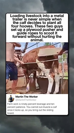 Smart Way To Load A Calf