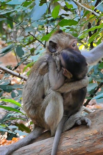 1.4K views · 28 reactions | Cute little monkey playing ! | Hi Monkeys | Facebook