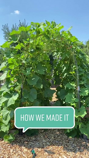 DIY Cattle Panel Tunnel for Winter Squash | Gardening Tutorial