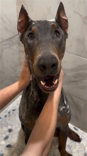 TOP Funny Dog Moments That Made 2026 😂 Try Not To Laugh! #dachshund #kling3 #pets