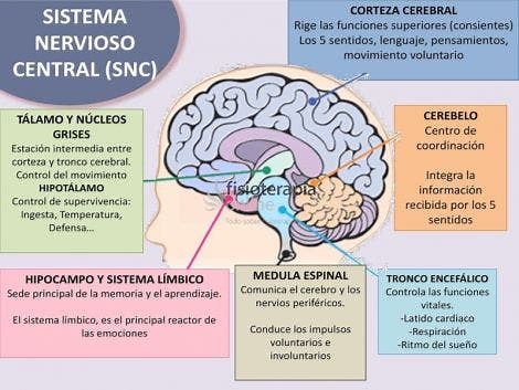 Sistema nervioso central