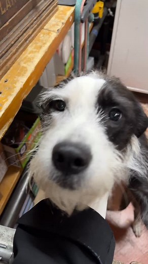 3 comments | This is our Customer Relations Associate, Stinky. Come say hello to her on Mondays at our Chelsea shop  #stinky #shopdog #nyc #chelsea #westvillage #newyork #city #newyorkcity #dog #viral #trending #puppy #pup | Garber Hardware Est.1884 | Facebook