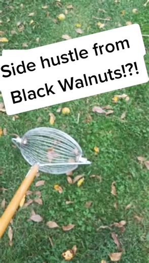 Making Money from Black Walnut Trees