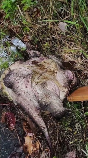 master splinter found dead