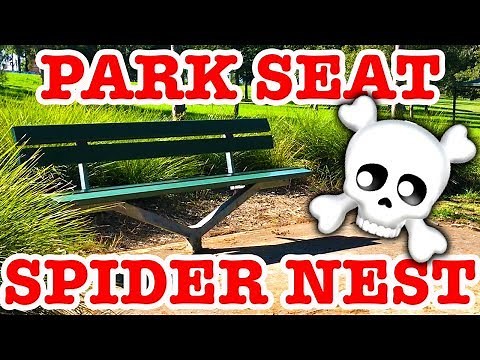 Australia Where Deadly Spiders Are Everywhere EDUCATIONAL VIDEO