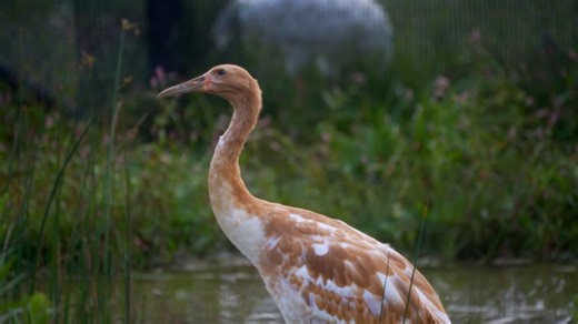 Endangered whooping crane dies of avian flu at Wisconsin wildlife refuge