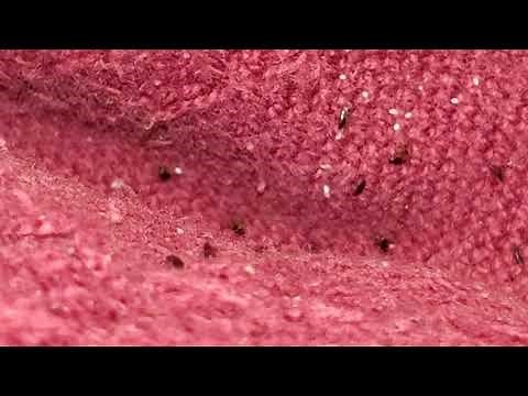 What Capstar (nitenpyram) does to fleas