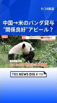 米アトランタに中国からジャイアントパンダ2頭到着「新たな楽しみが増えた」中国は“パンダ外交”でアメリカとの関係良好アピールか｜TBS NEWS DIG #shorts