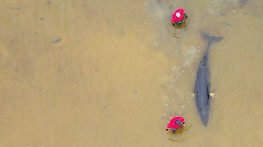 25K views · 1.3K reactions | A video of the Minke Whale rescue and refloat at Levenwick this morning filmed by Hugh. Discovered stranded and beached on the sand at 0700 it swam off strongly to deep, open water five hours later thanks to the immense efforts of many. | Shetland Wildlife | Facebook