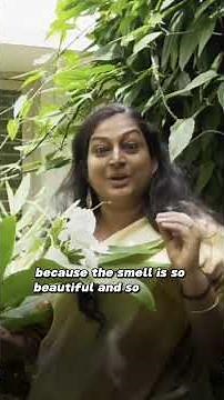 How to Grow & Care for Butterfly Ginger Lily