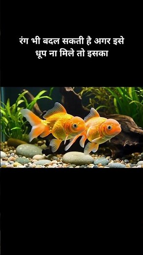 Goldfish Facts That Will Blow Your Mind | क्या आप जानते हैं आपकी गोल्डफिश आपको पहचानती है?