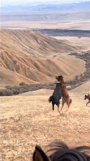 The stallion’s bravery in protecting the herd