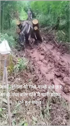 Donkey Struggles with Logs in Muddy Terrain