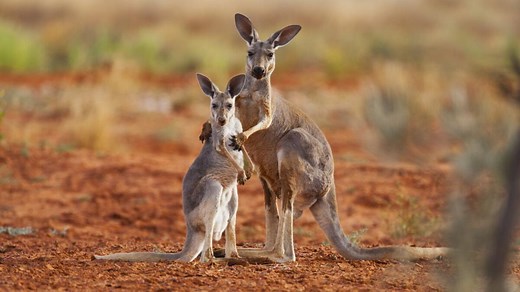 Kangourou : poche ventrale, vitesse, “combats de boxe”... tout savoir sur le marsupial bondissant d’Australie
