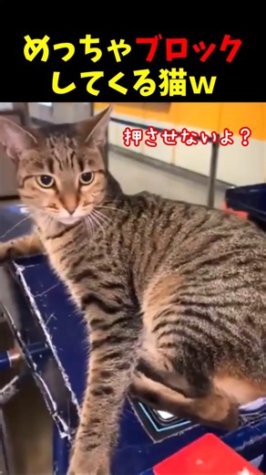 Hilarious pranks by annoying cats! 5 selections #cat #funnycomedy #cat #laughandlose