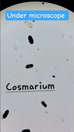 Cosmarium Explained! Unicellular Green Alga Structure & Life Cycle | BioCrack with Ranjan #biology