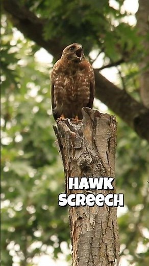 Broad-winged Hawk Call (Hawk Sounds 🔊) #shorts #hawk #birds #hawkcall #hawksound #broadwingedhawk