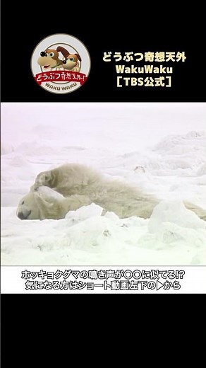 [Relaxing] A cute way to kill time with polar bears [Fantastic Animals/WAKUWAKU]