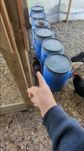 Why Are These Hens Making So Much Noise?
