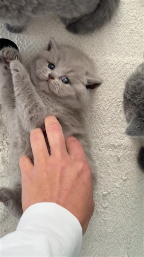 bkh.kitten (@donias_bkh_cats)’s videos with original sound - justinbieberdaily