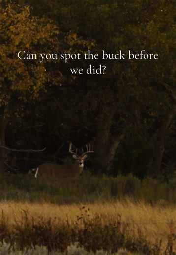 Spot the Buck: A Whitetail Hunting Challenge