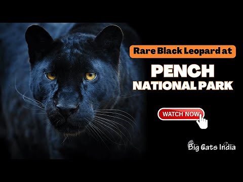 Rare Black Leopard Spotted in Khawasa Zone, Pench National Park | Melanistic Leopard Sighting Pench
