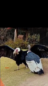 El cóndor andino es considerado un símbolo de espiritualidad y poder para muchas culturas andinas, además ha poblado históricamente los territorios de Sudamérica. En el Ecuador 🇪🇨 es considerado como el Rey de los Andes y símbolo emblemático de nuestra nación. El Día Nacional del Cóndor Andino se celebra el 7 de julio en Ecuador, Perú, Chile y Argentina. En Bolivia, se celebra el 4 de febrero. #Cóndor #Majestuoso | Guardianes de la Verdad y la Democracia