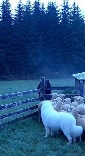Great Pyrenees Fights Off HUGE Bear to Save Sheep 😤