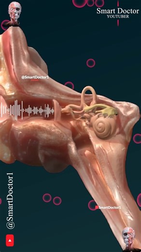 ‎Smart Doctor بالعربية‎ | ‎كيف نسمع؟ | آلية السمع 🔉👂🏻 . . . . السمع عملية معقدة تتضمن العديد من الهياكل والآليات التشريحية. إليكم لمحة موجزة عن كيفية سماعنا: 1. تجميع...‎ | Instagram