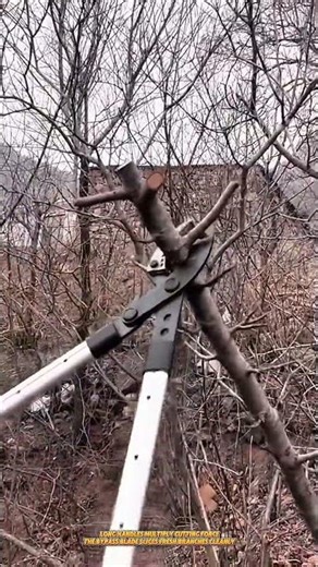 Heavy Duty Bypass Lopper Cuts Tree Branches Cleanly with Extended Leverage #tools #gardening