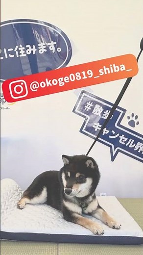 【駒沢公園】ジャパンわんこエキスポ2026レポ！トゥルースリーパー ペットベッドで愛犬がとろける？｜ショップジャパン【公式】