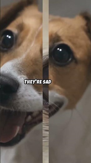 Do Dogs Cry Real Tears? 😢 The Truth Will Surprise You!