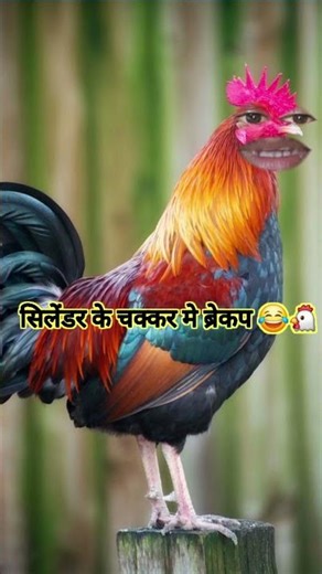 सिलेंडर के चक्कर मे ब्रेकप 🤣🐔😱😂 #funny #comedy #trending @Aalupyaj53 #sorts #viralcomedy #video