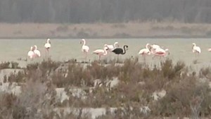 48K views · 1.4K reactions | According to this rare flamingo, black is the new pink | NowThis | Facebook