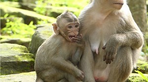 Mom Anita Can't Stop Baby Astra Cry Seizure Until Mom Hug And Grooming Giving Some Raw Milk Feed. | Lovely Monkey