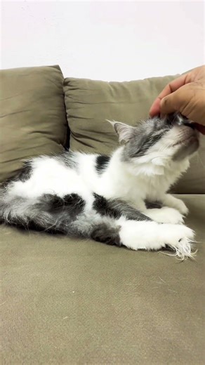 My cat 🐈 enjoy ￼massage 😂#shots #cat #likeforlikes #subscribe #support