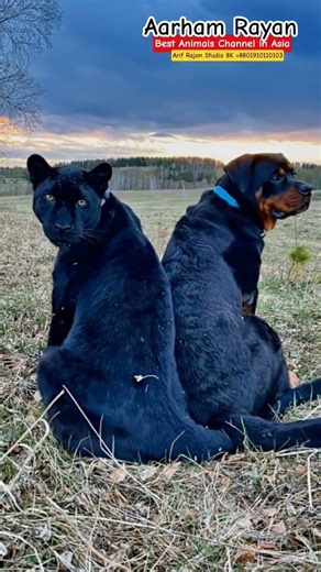 "Luna" A Black Panther, And Her Best Friend "Venza", A Rottweiler #dog #dogshorts #shorts #panther