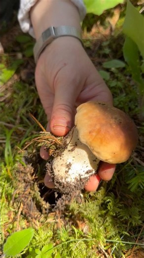 Picking Porcini Mushrooms in the Forest ASMR (Sound On! 🔊)