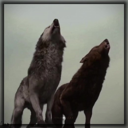 Embry & Quil Twilight Edit Compilation