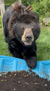 384K views · 4.3K reactions | Une patte en moins, mais beaucoup de fun!  Buddy n'est pas limité par son handicap, et il adore participer à toutes sortes d'activités d'enrichissement préparées par notre équipe. ☺️ Ici, il se régale d'amandes et de vers de farine, saupoudrés d'un peu de cannelle pour éveiller tous ses sens ! 李 | Miller Zoo | Facebook