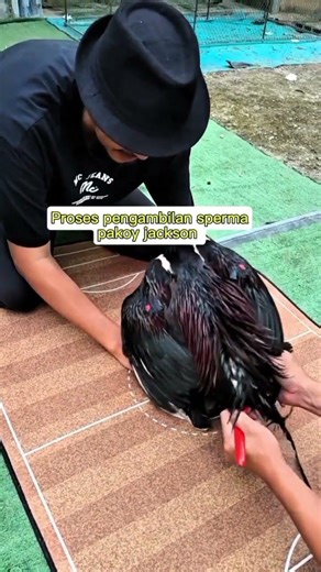 pakoy Jackson. #ayam #breedingunggul #ayambangkok #peternaksejahtera