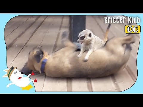 Meerkat Grows Up With Dogs And Becomes Their Boss (Part 1) | Kritter Klub