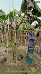 Bananen ernten mit Sorgfalt: Wie traditionelle Methoden Frische und Qualität bewahren
