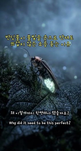 반딧불이 불빛을 손으로 만져도 뜨겁지 않은 소름 돋는 이유#반딧불이 #창조의신비 #정교한설계 #모키보 #아이패드거치대